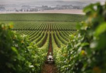 Top agricultural robots for vineyard applications