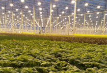 Technological challenges facing autonomous robots in agriculture