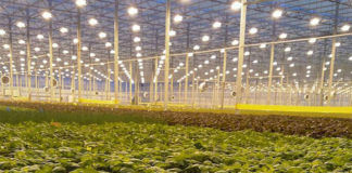 Technological challenges facing autonomous robots in agriculture