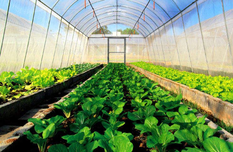 5 key challenges in robotics and autonomous systems in UK’s food chain