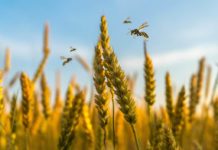 Crop Care: The rise of robots in modern agriculture