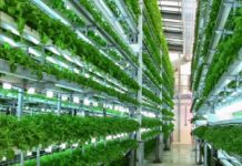 Evolution and history of vertical farming: From ancient wonders to modern innovation vertical farming