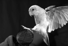 Can aerial robots perch like birds?