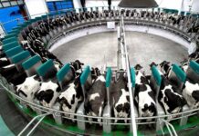 Adoption of automatic milking systems (AMS) – Key challenges