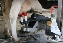 Six key benefits of automatic milking systems (AMS)
