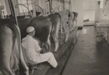 History of automatic milking systems (AMS) – Timeline automatic milking systems