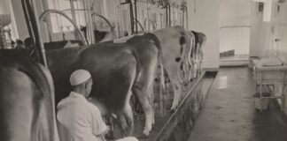 History of automatic milking systems (AMS) – Timeline automatic milking systems