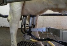 Milk quality in automatic milking systems (AMS) – Challenges milking