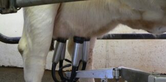 Milk quality in automatic milking systems (AMS) – Challenges milking