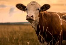 Precision Livestock Farming (PLF) – Everything you need to know! Precision Livestock Farming (PLF)