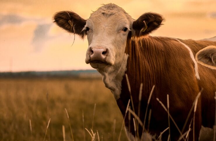 Precision Livestock Farming (PLF) – Everything you need to know! Precision Livestock Farming (PLF)