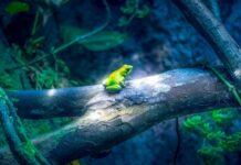 Xenobots: Biological self-healing robots that can work in group roberto-lope