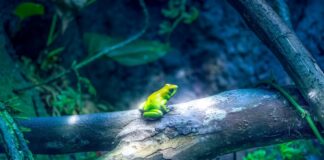 Xenobots: Biological self-healing robots that can work in group roberto-lope