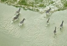 Drones for wildlife monitoring and nature conservation wildlife