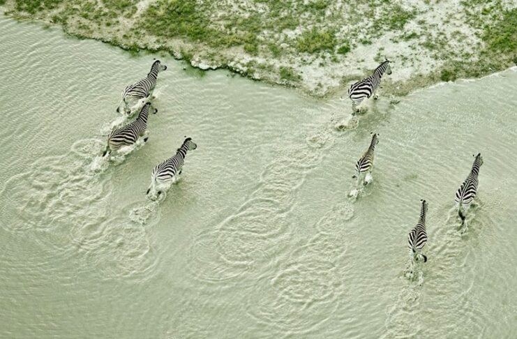 Drones for wildlife monitoring and nature conservation wildlife