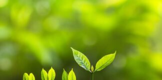 Wearable sensors for Plant Health Monitoring plant-health