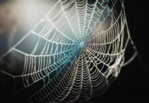 Is necrorobotics more sustainable than microrobotics necrorobotics