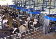 Top commercially available technologies for dairy cows automated milking systems