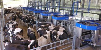 How automated milking systems (AMS) ensure productivity, and animal welfare automated milking systems