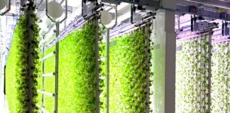 Challenges in implementing AI for sustainable vertical farming vertical farming