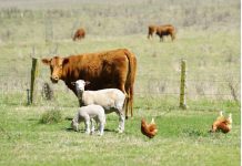 How intelligent systems are revolutionizing livestock health management livestock