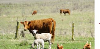 How intelligent systems are revolutionizing livestock health management livestock