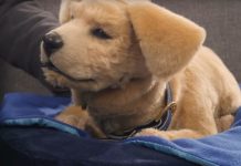 Tombot Jennie Robotic Dog review (2025): Is it worth the $1,500 price tag? Tombot Jennie Robotic Dog