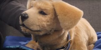 Tombot Jennie Robotic Dog review (2025): Is it worth the $1,500 price tag? Tombot Jennie Robotic Dog